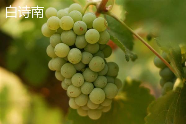 葡萄酒怎么酿造，将葡萄与糖一起捣碎再密封过滤