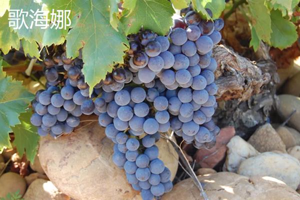 葡萄酒怎么酿造，将葡萄与糖一起捣碎再密封过滤