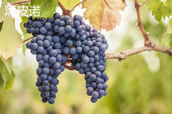 葡萄酒怎么酿造，将葡萄与糖一起捣碎再密封过滤