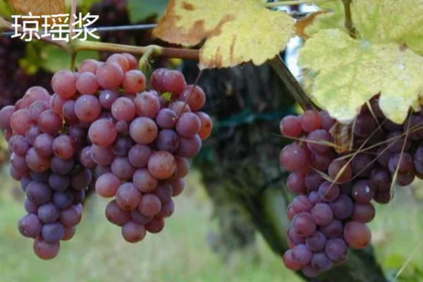 葡萄酒怎么酿造，将葡萄与糖一起捣碎再密封过滤