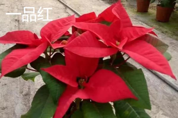 哪些花有毒，常见的有一品红、五色梅等
