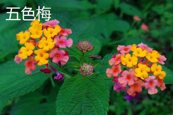 哪些花有毒，常见的有一品红、五色梅等
