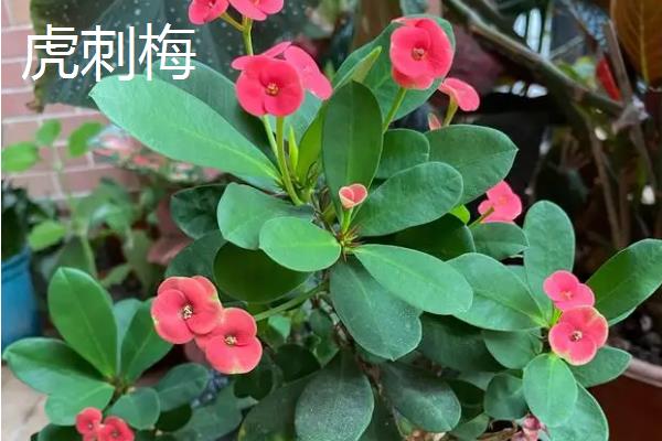 哪些花有毒，常见的有一品红、五色梅等