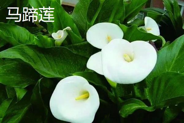 哪些花有毒，常见的有一品红、五色梅等