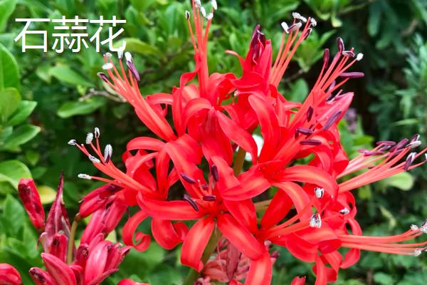哪些花有毒，常见的有一品红、五色梅等