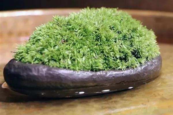 怎么养绿苔藓，适宜生长在潮湿的环境中