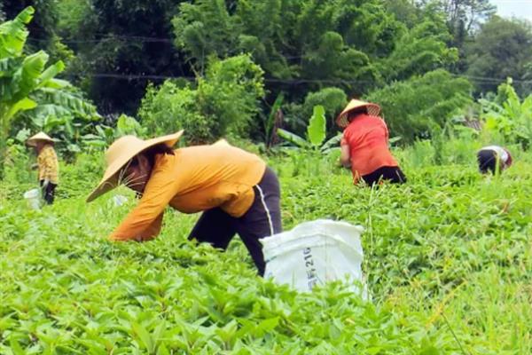 溪黄草的收获时间，大多是夏秋季节