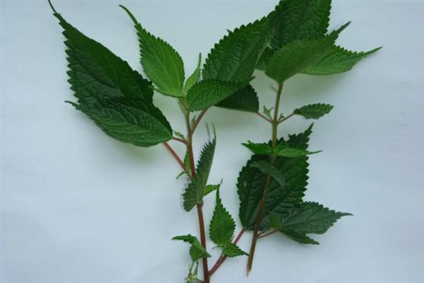 溪黄草的收获时间，大多是夏秋季节