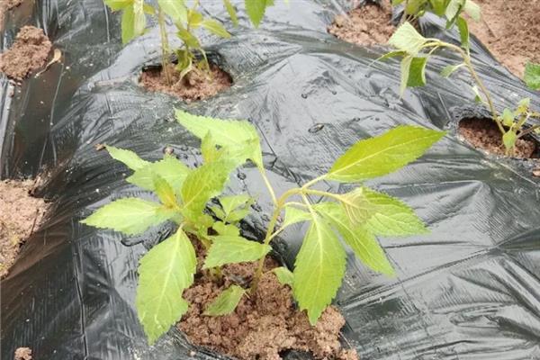 溪黄草的收获时间，大多是夏秋季节