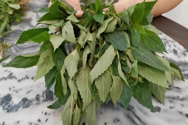 溪黄草的收获时间，大多是夏秋季节