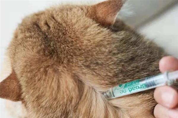 给猫洗澡能不能灭杀跳蚤，跳蚤依然会大量存在于毛发中