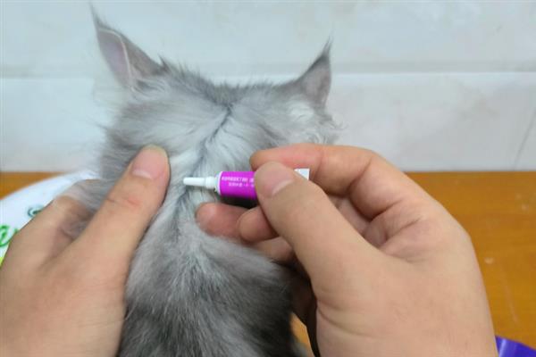 给猫洗澡能不能灭杀跳蚤，跳蚤依然会大量存在于毛发中