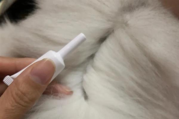 给猫洗澡能不能灭杀跳蚤，跳蚤依然会大量存在于毛发中