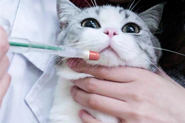 给猫洗澡能不能灭杀跳蚤，跳蚤依然会大量存在于毛发中