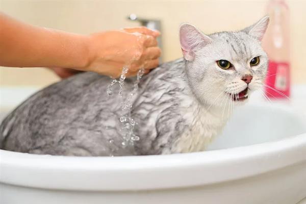 给猫洗澡能不能灭杀跳蚤，跳蚤依然会大量存在于毛发中