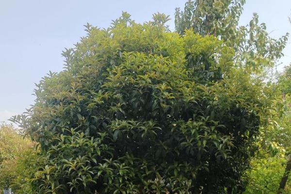 四季桂怎么养殖，每天见光8-12小时