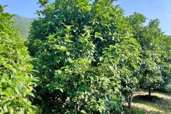 四季桂怎么养殖，每天见光8-12小时