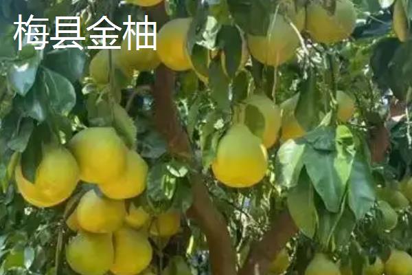 广东梅县的土特产，王牌特产是梅县金柚
