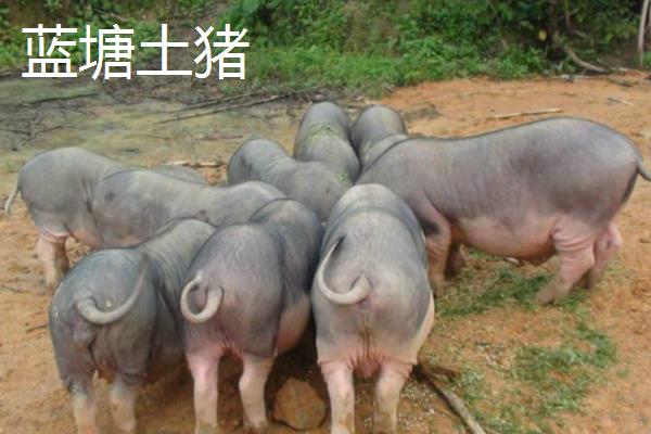 广东梅县的土特产，王牌特产是梅县金柚
