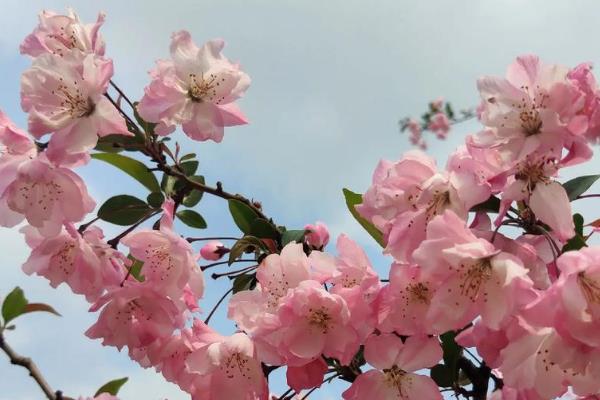 海棠花烂根如何处理，视情况更换疏松透气的土壤