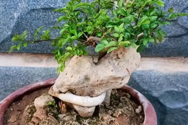 白蜡树怎么养护，生长季节每隔5-7天追施一次肥料