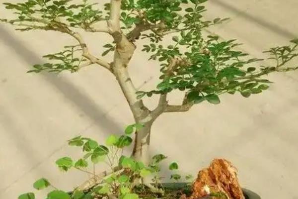白蜡树怎么养护，生长季节每隔5-7天追施一次肥料