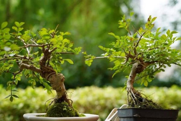 白蜡树怎么养护，生长季节每隔5-7天追施一次肥料