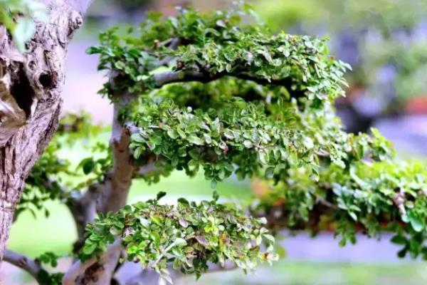白蜡树怎么养护，生长季节每隔5-7天追施一次肥料