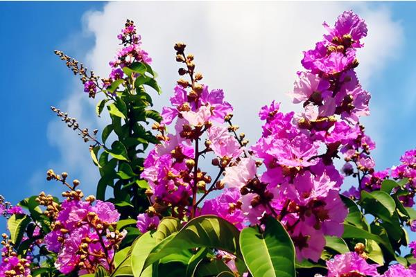 大花紫薇的花语，寓意沉迷的爱、热情奔放等