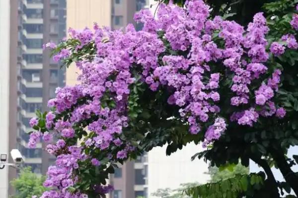 大花紫薇的花语，寓意沉迷的爱、热情奔放等