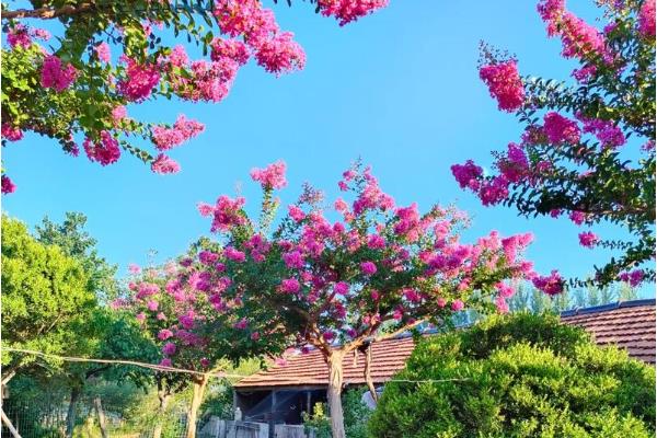 大花紫薇的花语，寓意沉迷的爱、热情奔放等