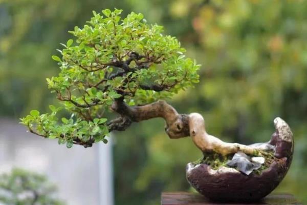 瓜子黄杨的养殖方法，每隔两年为其更换一次盆土