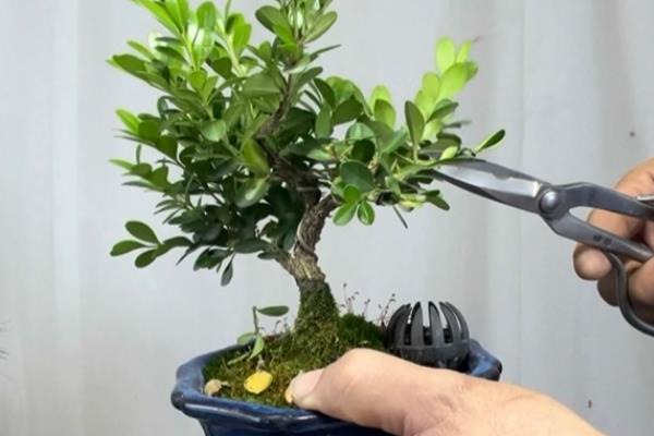 瓜子黄杨的养殖方法，每隔两年为其更换一次盆土