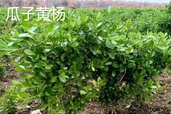 瓜子黄杨的养殖方法，每隔两年为其更换一次盆土