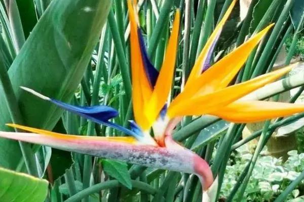 鹤望兰有没有毒，属于无毒植物