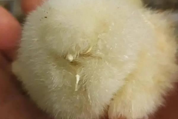 小鸡有什么常见的疾病，鸡白痢、球虫病、新城疫等疾病容易发生