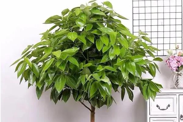 平安树的浇水方法，冬季每隔7-10天浇一次