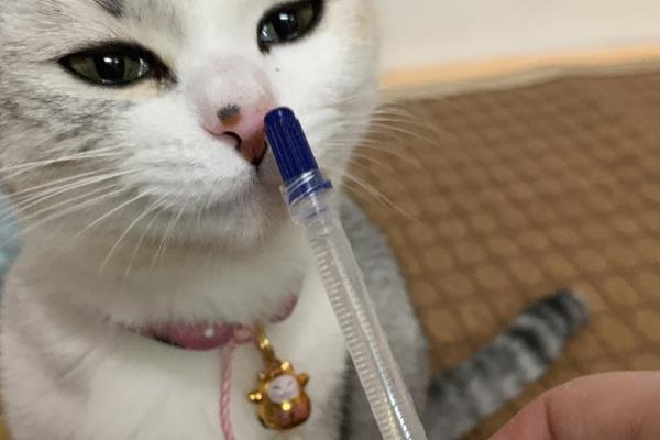 猫咪多长时间驱虫一次，体内、体外驱虫频率有所不同