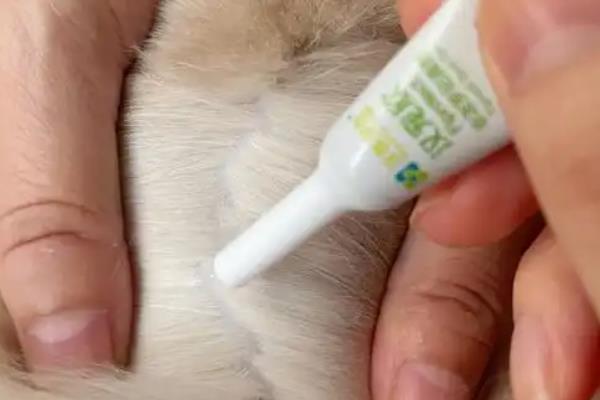 猫咪多长时间驱虫一次，体内、体外驱虫频率有所不同