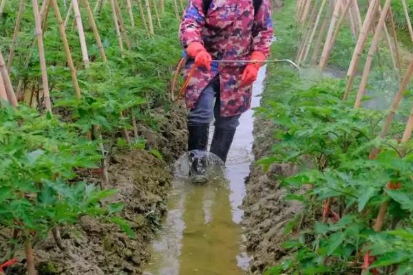 西红柿如何施肥，叶面要及时喷施钙肥