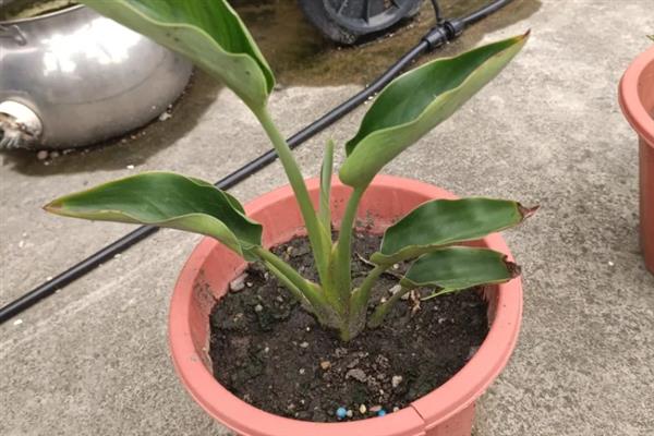 鹤望兰幼苗管理方法，生长适温为17-27℃