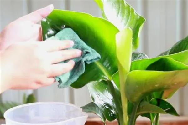 鹤望兰幼苗管理方法，生长适温为17-27℃