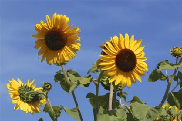 向日葵的种子是不是瓜子，结出的种子具有瓜子、葵花籽等叫法