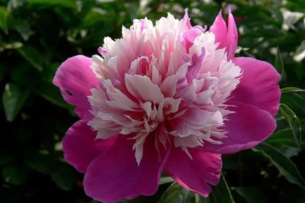 芍药花有什么花语，代表情有所钟、美丽动人、难舍难分