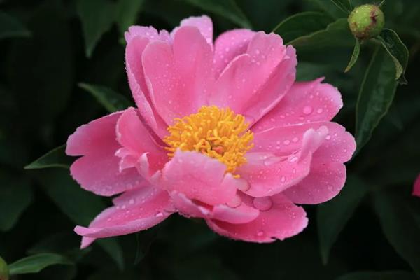 芍药花有什么花语，代表情有所钟、美丽动人、难舍难分