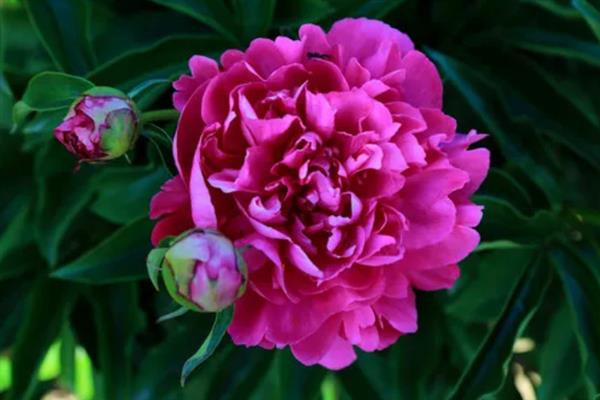 芍药花有什么花语，代表情有所钟、美丽动人、难舍难分