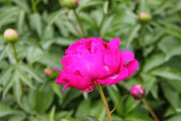 芍药花有什么花语，代表情有所钟、美丽动人、难舍难分