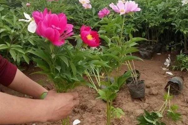 芍药花有什么花语，代表情有所钟、美丽动人、难舍难分