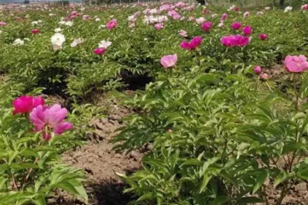 芍药花有什么花语，代表情有所钟、美丽动人、难舍难分