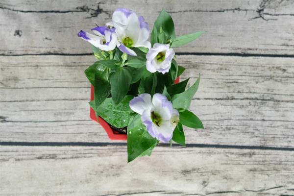 桔梗花怎么种植，每周浇水2次